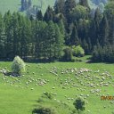 jaworki15 (25)
